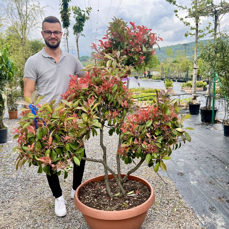Červienka Fraserova (Photinia × fraseri) ´CORALLO´ - výška 150+ cm, kont. C90L (-24°C) BONSAJ - DECO MISA